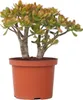 Jadepflanze - Crassula ovata 'Sunset' - Höhe 30-35cm - Produktbild-Vorschau 1