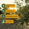 Sunny Tree - Olivenbaum - Olea Europaea in Strauchform - Produktbild-Vorschau 5