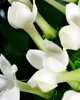 A close-up shot of white jasmine flowers with green stems and leaves. Voir les images du produit