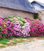 BALDUR Garten Freiland-Hortensien-Hecke 'Pink-rosé',3 Produktbild-Vorschau 2