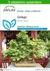 SAFLAX - ginkgo - Ginkgo biloba - 4 Semena - S pěstebním Náhled obrázku produktu 1