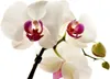 A close-up studio shot of white orchids with pink and red centers, against a white background. Náhled obrázku produktu