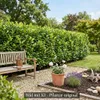 100 Kirschlorbeer Pflanzen, Höhe: 80-100 cm, Prunus Produktbild-Vorschau 4
