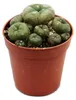 Lophophora williamsii – pejotl – kaktus pejotl – kwitnący, Podgląd zdjęcia produktu 1