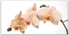 Acrylglasbilder 120x60 Wandbild Druck Blumen Pflanzen Produktbild-Vorschau 1