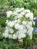 Rhododendron obtusum 'Palestrina', weiß, 30–40 cm Produktbild-Vorschau 4