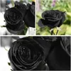 Blumensamen Rose Schwarz 100 Stück für die Aussaat im Produktbild-Vorschau 5
