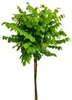 Kugelakazie - Robinia Umbraculifera - Hochstamm 125 - 150 Produktbild-Vorschau 1