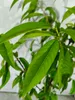 Prunus persica 'Saturne', pêcher, variété à fruits plats, Voir les images du produit 2