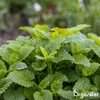 A close-up shot of a lush green plant with serrated leaves, likely a herb, growing outdoors in soil. The background is blurred, showing hints of other greenery and soil. Náhľad obrázku produktu