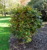 Quercus palustris 'Green Dwarf' - Quercia nana verde di Anteprima dell’immagine prodotto 2