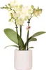 Kolibri Orchids | Żółta orchidea Albenga + Kwiatowa Podgląd zdjęcia produktu 4