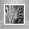 Poster - Poster ohne Rahmen - Tiere Zebra gestreift - 60x60 Produktbild-Vorschau 4