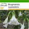 SAFLAX - Anjelská trúba / Biela - Brugmansia suaveolens - Náhľad obrázku produktu 5