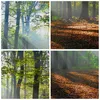Bild auf Leinwand - Leinwandbild - Wald Blätter Sonne - Produktbild-Vorschau 8