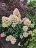 Hydrangea paniculata 'Skyfall', Rispenhortensie, 3 Liter Anteprima dell’immagine prodotto 2