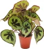Leaf Begonia - Begonia masoniana Mountain - feuilles brunes Voir les images du produit 1