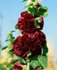 Alcea rosea 'Pleniflora Chaters', malwa, fioletowa, Podgląd zdjęcia produktu 2