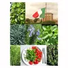 Würzkräuter für die italienische Küche - Samen-Geschenkset Produktbild-Vorschau 3