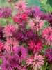 Monarda didyma, Indianernessel, rot, ca. 9x9 cm Topf Produktbild-Vorschau 3