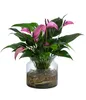 Dehner Waterplant Flamingoblume, Anthurium Zizou, Produktbild-Vorschau 1