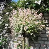 2 x  Japanische Harlekinweide - Salix integra 'Hakuro Produktbild-Vorschau 2