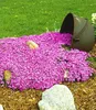 BALDUR Garten 9x Teppichphlox 'Emerald Pink', Pflanzen im Produktbild-Vorschau 2