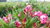 Oleander Busch 65 cm Nerium Rosenlorbeer Premium rot oder Produktbild-Vorschau 8