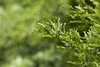 Metasequoia glyptostroboides, Urweltmammutbaum, 60–100 cm Produktbild-Vorschau 2