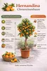 Hernandina Clementinenbaum 120–150 cm – Mediterraner Produktbild-Vorschau 2