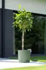 Prosperplast s.r.o. Pot de fleurs TUBO P 33,8 cm, blanc Voir les images du produit 13