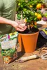 Neudorff Neudohum Zitrus- & MediterranpflanzenErde - 10 Produktbild-Vorschau 12