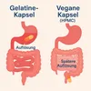 Diagram illustrating the difference in dissolution between gelatin and vegan capsules in the digestive system. Produktbild-Vorschau