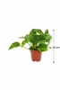 Epipremnum Aureum Efeutute Ø12 cm Höhe 20 cm – Produktbild-Vorschau 2