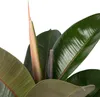 Figowiec sprężysty - Ficus Elastica 'Robusta' - Wysokość Podgląd zdjęcia produktu 3