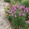 Bloomique - Lot de 3 - Liatris spicata 'Kobold' - Liatris Voir les images du produit 5