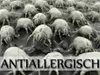 Microscopic view of dust mites on a surface with text overlay. Produktbild-Vorschau