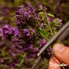 Kräutersamenpaket - 22 kulinarische Arten- Organifer Produktbild-Vorschau 7