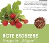 Obst Samen Set mit 6 exotischen Sorten - Obst Samen Produktbild-Vorschau 6