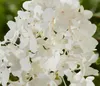 Dehner Bodendecker-Rispenhortensie Groundbreaker® Blush™, Produktbild-Vorschau 2