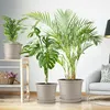 Plastard Blumentopf Ø 54 cm mit Untersetzer rund – Produktbild-Vorschau 6