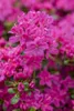 Rhododendron obtusum 'Kermesina', Azalee, karmesinrot, Produktbild-Vorschau 5
