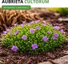 Blaukissen Violett Samen - Aubrieta cultorum - Produktbild-Vorschau 2