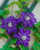 Clematis Hybride 'Multi Blue', Clematis, blau, 80–100 cm Produktbild-Vorschau 11
