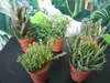 5 Rhipsalis Cassutha mix hauteur 10-15 cm, pot-Ø 5,5 cm - Voir les images du produit 3