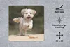 MuchoWow® Mauspad Mousepad Ein Shih Tzu Hund hüpft durch Produktbild-Vorschau 2