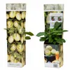 Solanum Pepino Gold 20-40 cm – Plante de poire-melon, Voir les images du produit 5