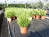 4x echter Rosmarin Officinalis 50 - 60 cm Höhe, XL Busch Ø Produktbild-Vorschau 2