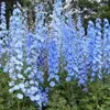 6 x Delphinium del Pacifico  - Delphinium 'Summer Skies'  | Anteprima dell’immagine prodotto 1