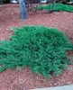 Juniperus procumbens 'Nana', Kriech-Wacholder, 20–25 cm Produktbild-Vorschau 14